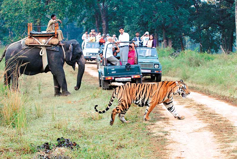 wildlife tourism advantages disadvantages